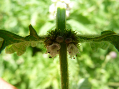 Petites fleurs blanches tachetées de rouge et verticillées à la base des feuilles. Agrandir dans une nouvelle fenêtre (ou onglet)